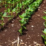 Understanding Indigenous Regenerative Agriculture: A Comprehensive Guide