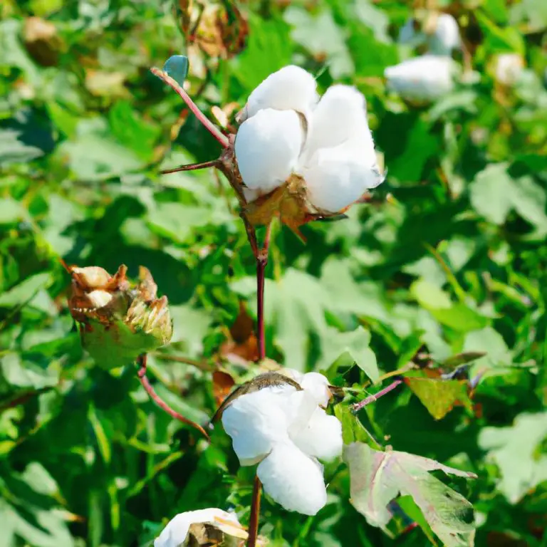 Sustainable Cotton Farming A Comprehensive Guide to EcoFriendly Practices
