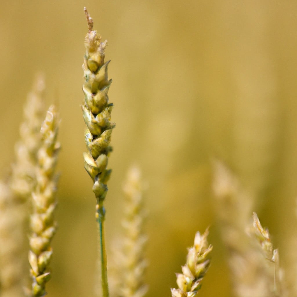 which crops are best for precision agriculture a comprehensive guide to sustainable farming