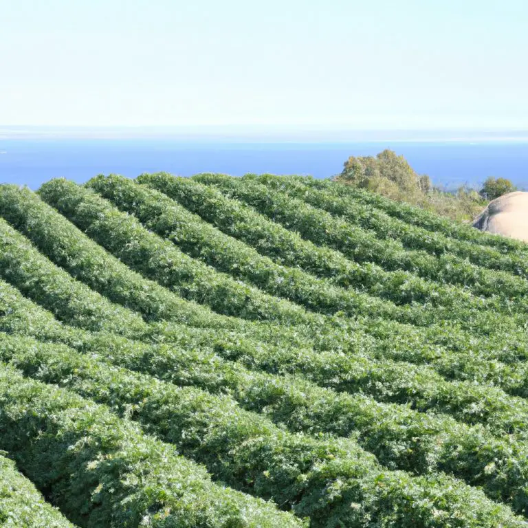 Agricultural in California: Insights and Trends for 523