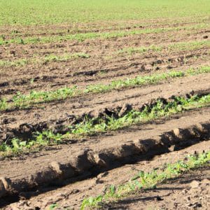 No Till Farming: Benefits and Implementation Strategies