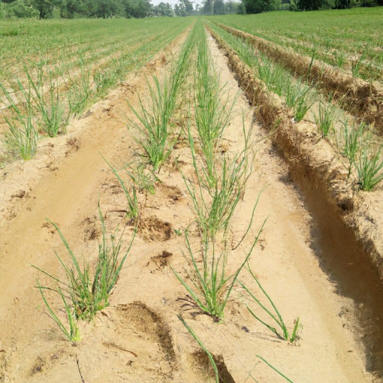 Calendario agrícola egipcio 6